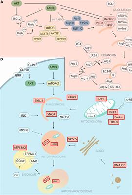 Targeting Macroautophagy as a Therapeutic Opportunity to Treat Parkinson’s Disease